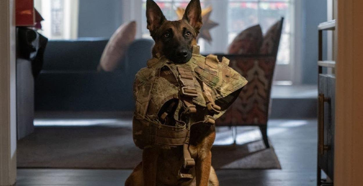 Crítica | Dog – A aventura de uma vida