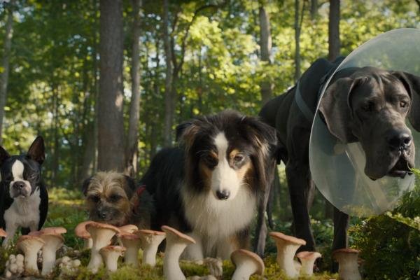 imagens do youtube do filme ruim pra cachorro