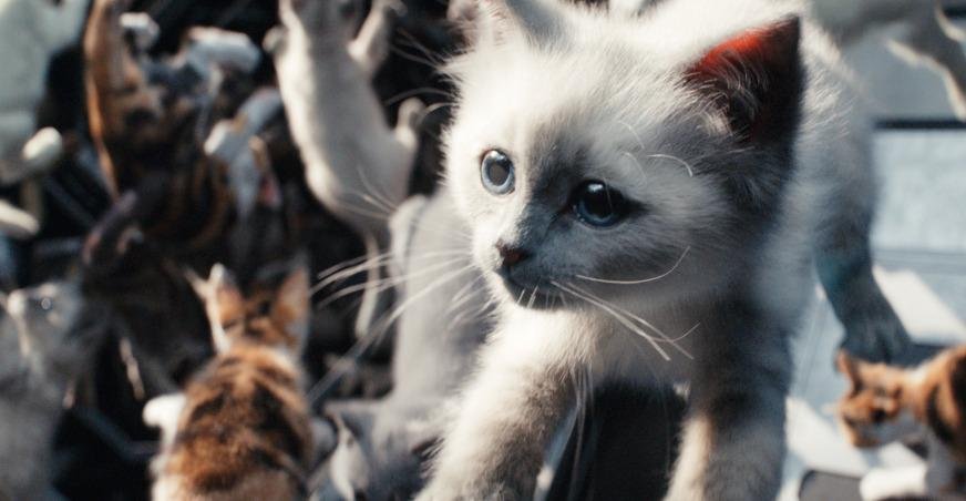 As Marvels gatinhos