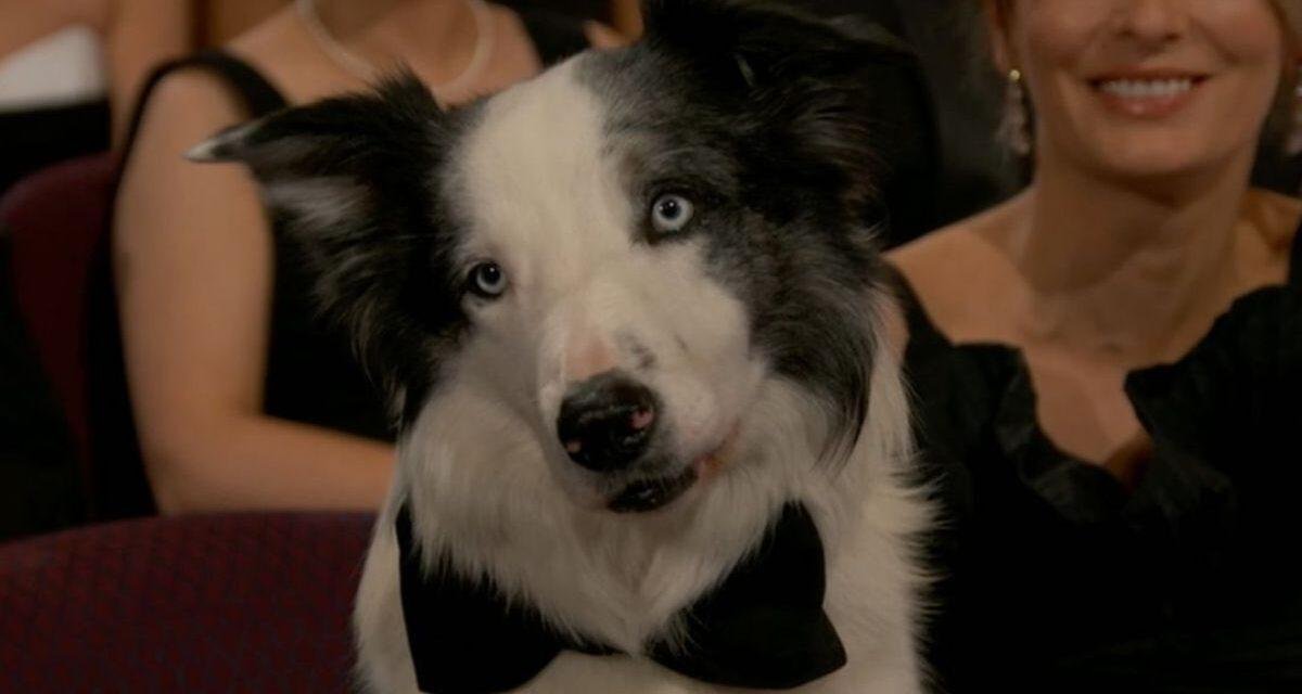 Conheça Messi, o cachorro que fez sucesso nas premiações