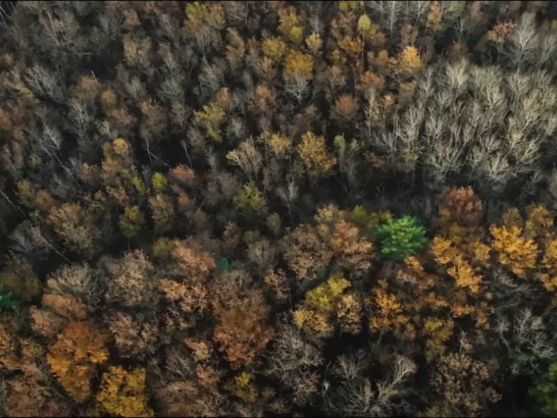 Floresta do filme Bambi: Uma Aventura na Floresta