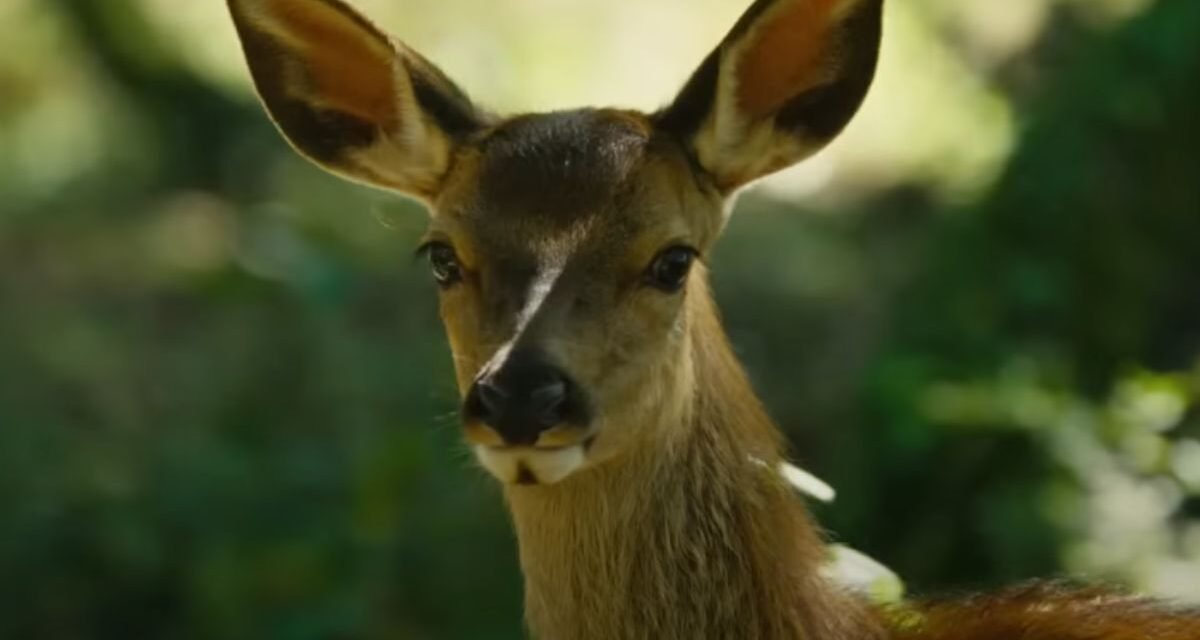 Crítica |”Bambi: Uma Aventura na Floresta” reacende a força melancólica do conto infantil