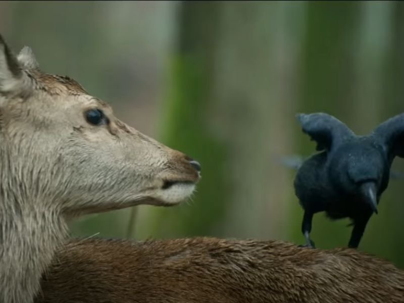 Bambi e o Sr. Corvo