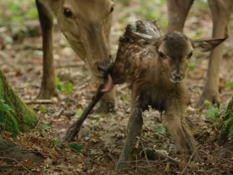 Mãe de mãe o bebê cervo após nascimento