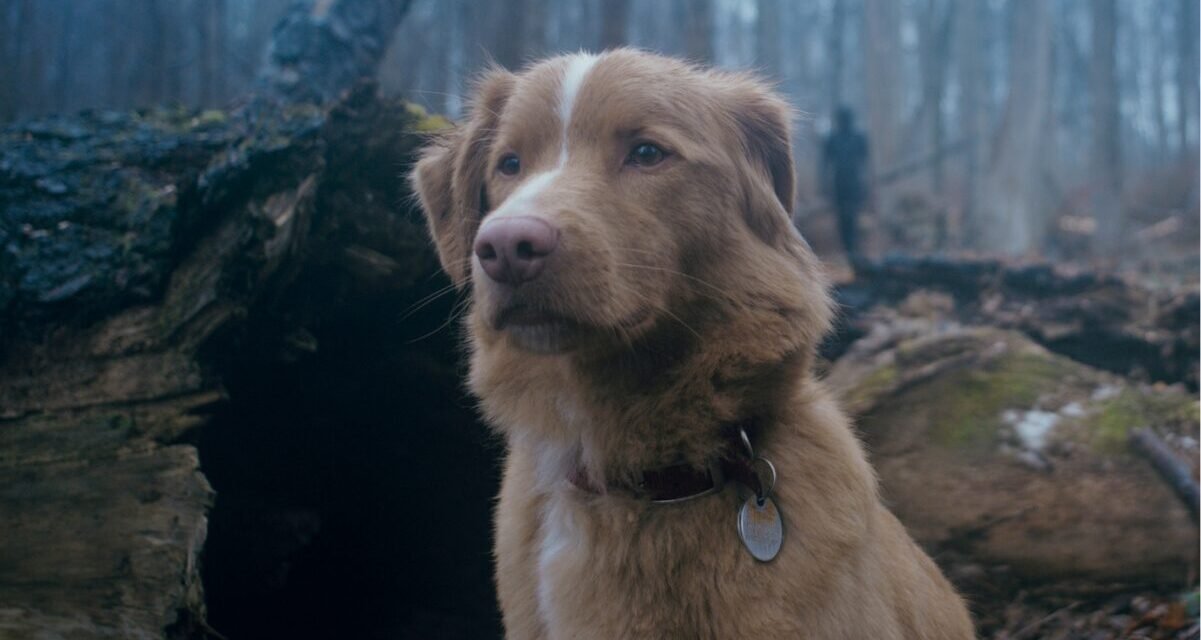 Good Boy: o cachorro morre no filme? Final explicado [Spoiler]