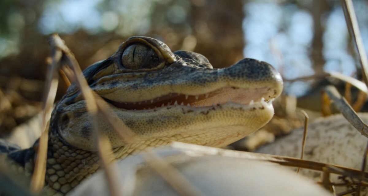 Pesadelos da Natureza | Documentário da Blumhouse mostra terror na vida selvagem